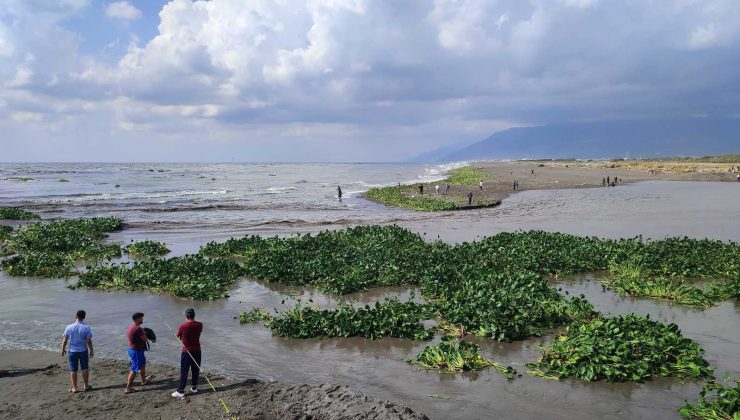 Su canavarları denizi istila etti