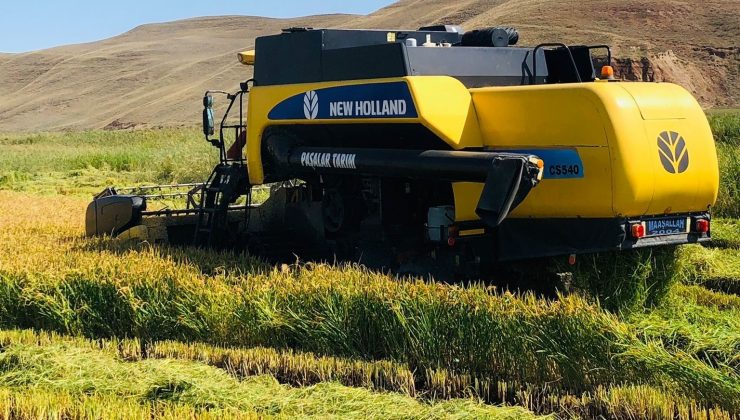 Sungurlu’da çeltik hasadı başladı