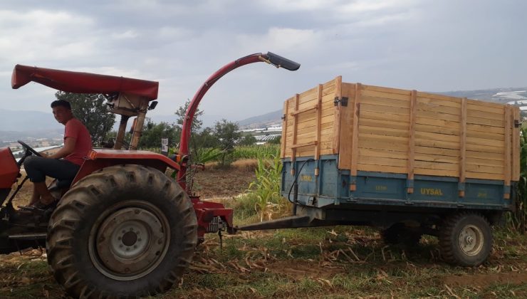 Süt verimini artıran silaj yemler hazırlanmaya başladı