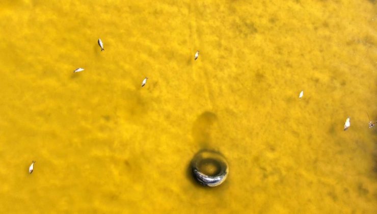 Ulaş Gölü’nde Suyun rengi sarıya döndü,