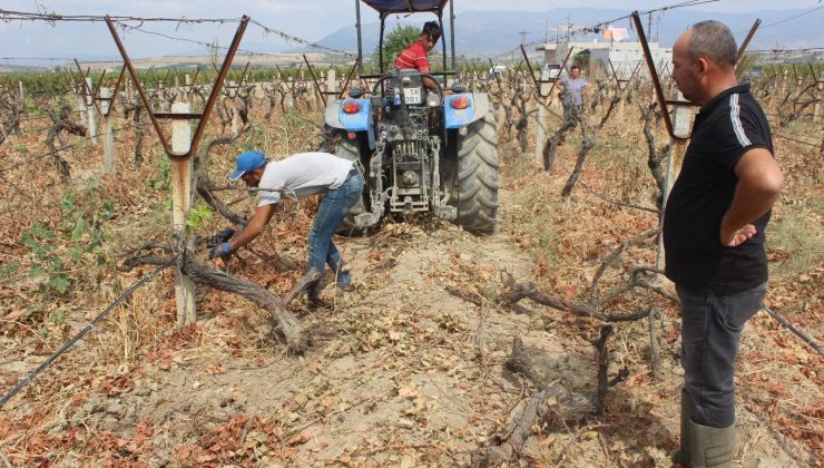 TARİŞ’e tepki gösterdi, 25 dönümlük bağını kökledi