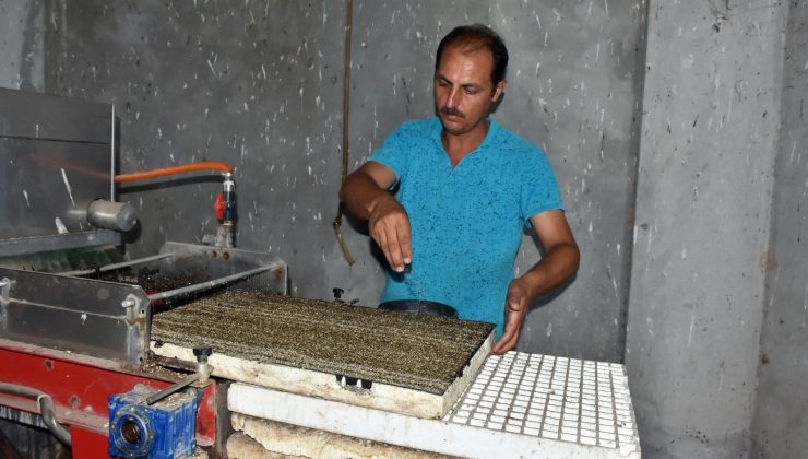Tarsus Belediyesi, üreticilere ücretsiz 700 bin fide dağıtacak