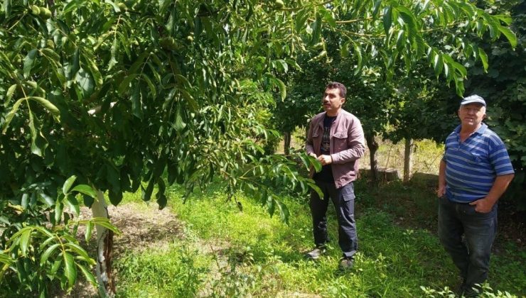 Tavşanlı’da ceviz üreticilerine bilgi verildi