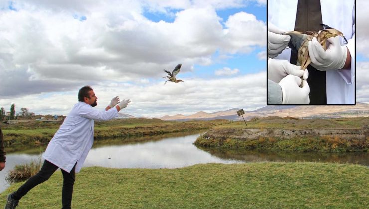 Tedavi edilen Hint Gölet Balıkçıl Kuşu doğaya bırakıldı