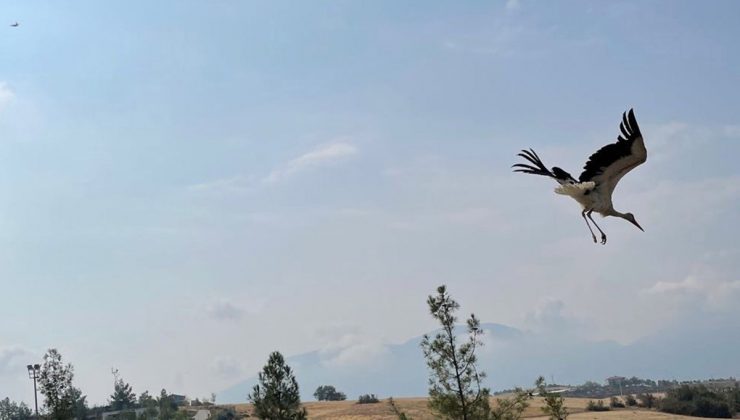 Tedavileri tamamlanan yaban dostları doğal yaşama kanat çırptı