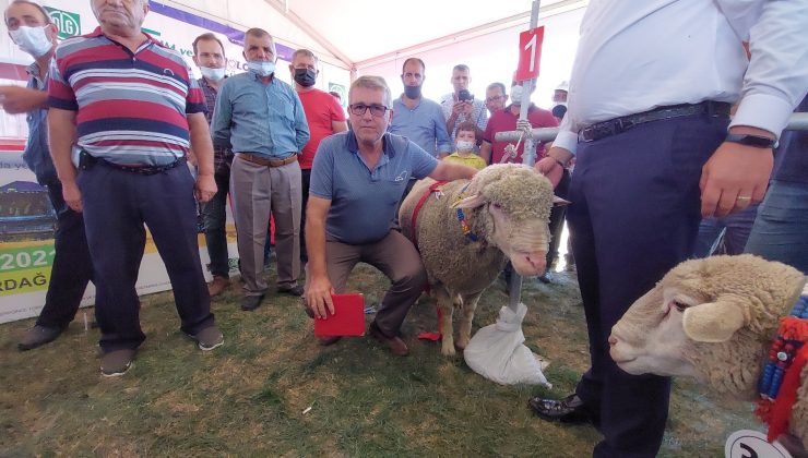 Tekirdağ’da koç güzellik yarışması: Pehlivan, birinciliği kimseye kaptırmadı