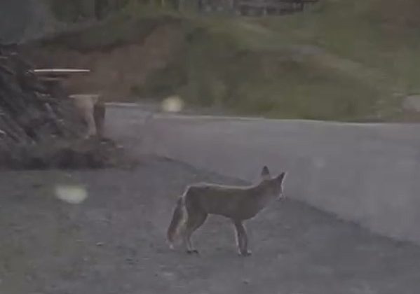 Tilki kimseye aldırış etmeden mahallede dolaştı