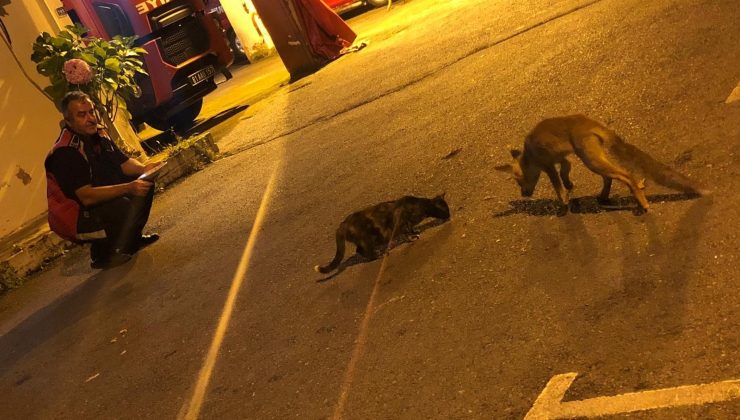 Tilki yavrusu itfaiye erlerinin maskotu oldu