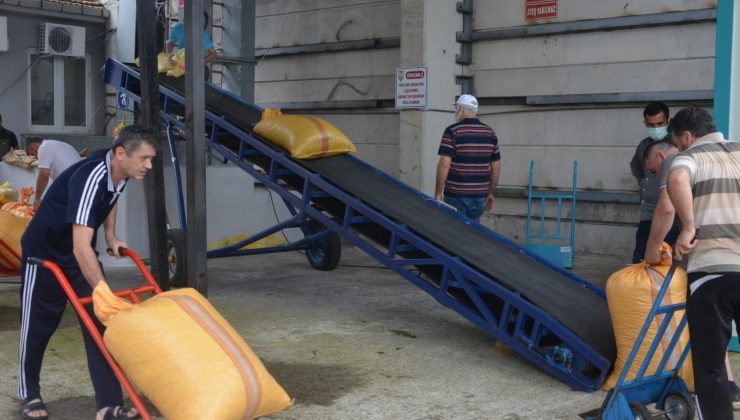 TMO Ünye’de 1 günde 100 ton fındık aldı