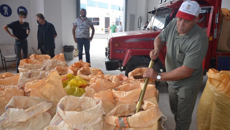 TMO’nun Ordu’da fındık alımı başladı