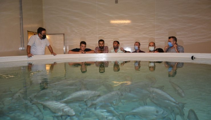 Toprak havuzda balık yetiştiren tesise teknik gezi düzenlendi