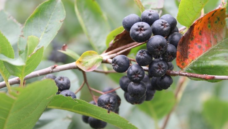 Trabzon’da süper meyve ‘Aronya’nın hasadı başladı