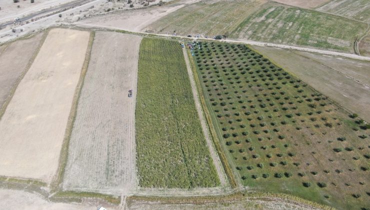 Türkiye’nin en sulak ilçesinde mısır hasadı başladı