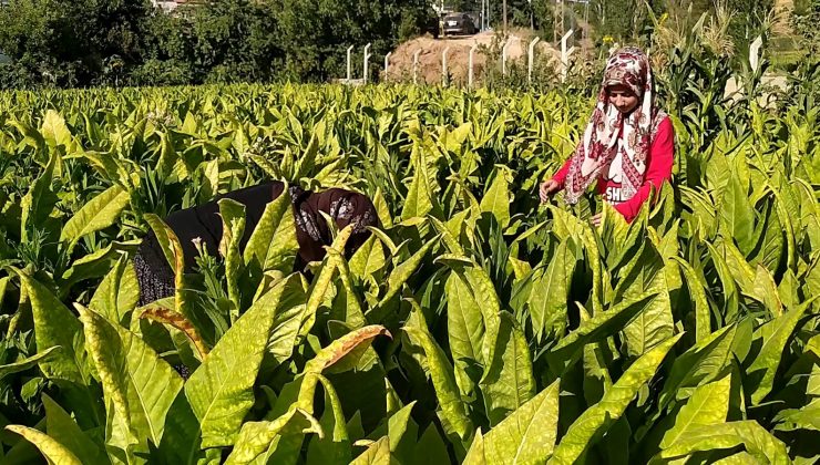 Tütün tarlasından tıp fakültesine