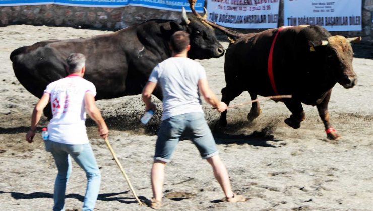 Ula arenasında ilk boğa güreşi