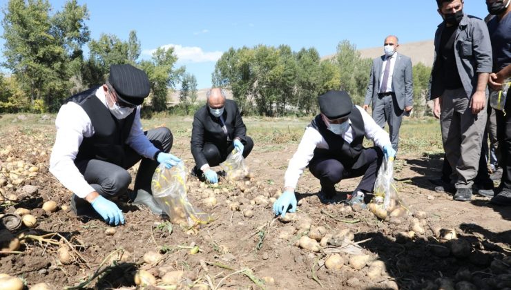 Vali Memiş ile Belediye Başkanı Sekmen kasket takıp yelek giyerek patates hasadı yaptı