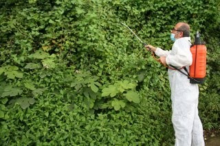 Vampir kelebekle mücadelede olumlu sonuçlar alınmaya başlandı