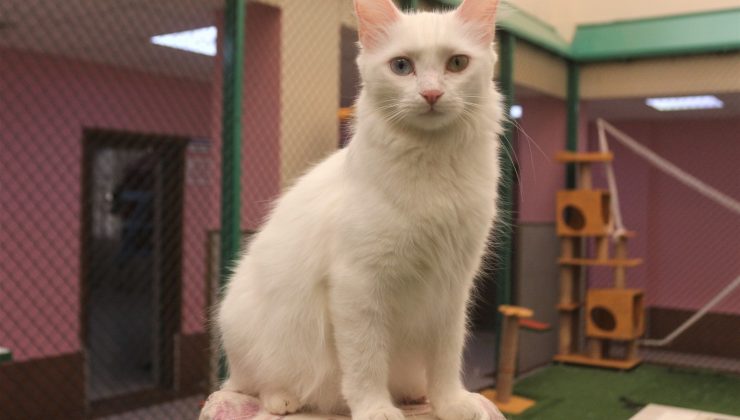 Van kedisi uysal bir hayvandır