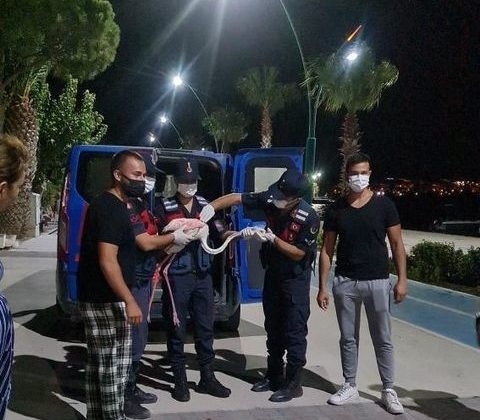 Vatandaşların bulduğu yaralı flamingo tedaviye alındı