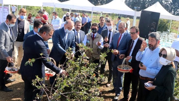 Yalova’da Aronya Hasat Şenliği