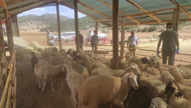 Yangında hayvanları telef olan Manavgatlılara, Korkuteli’nden destek