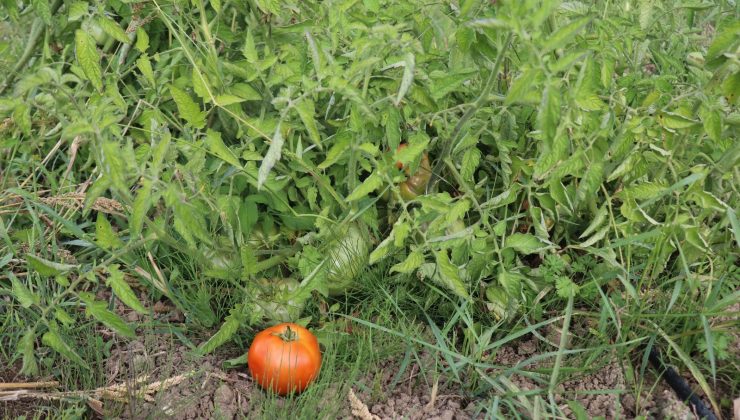 Yapılan deneyde hastalık bulaşan hibrit domatesler çürüdü, yerli tohumlar dayanıklı çıktı