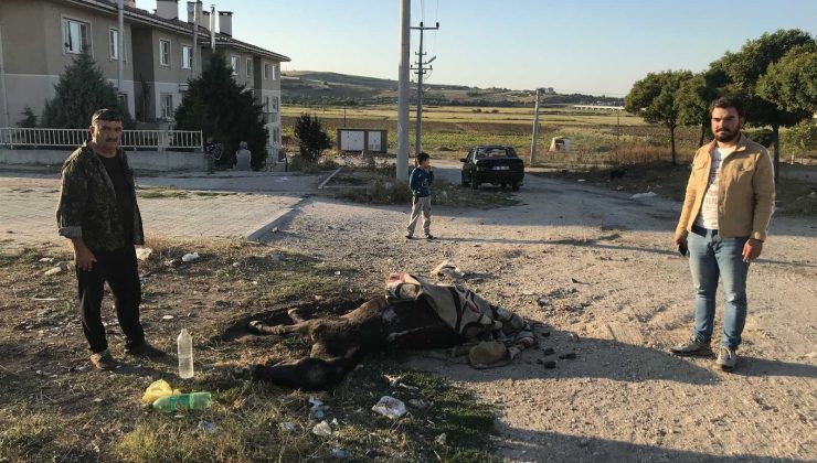 Yaralı atı ölüme terk ettiler