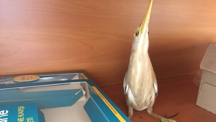 Yaralı balaban kuşu tedavi altına alındı