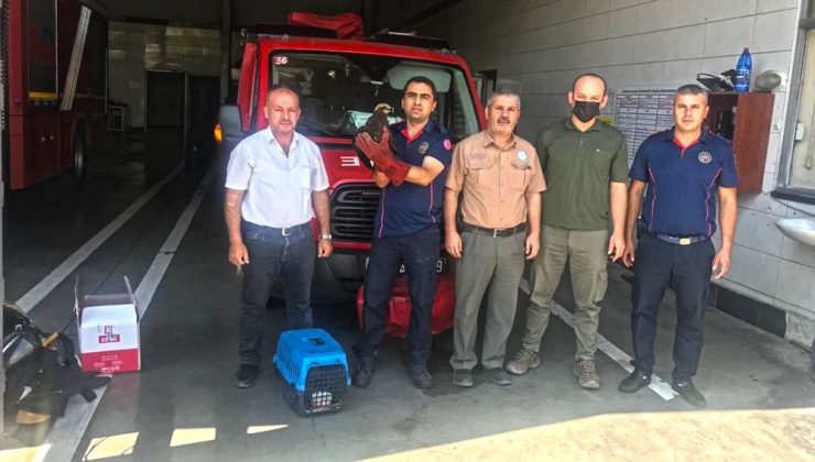 Yaralı bulunan kızıl şahin tedavi altına alındı