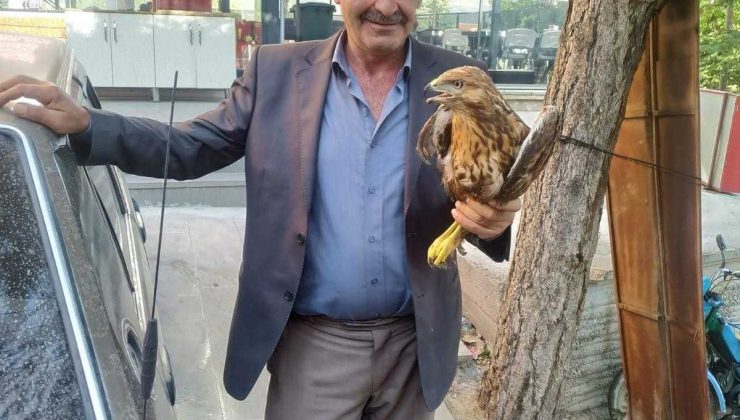 Yaralı bulunan Kızıl şahin koruma altına alındı