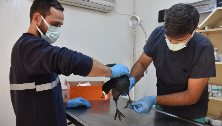 Yaralı yabanî kuşa Gemlik Belediyesi sahip çıktı