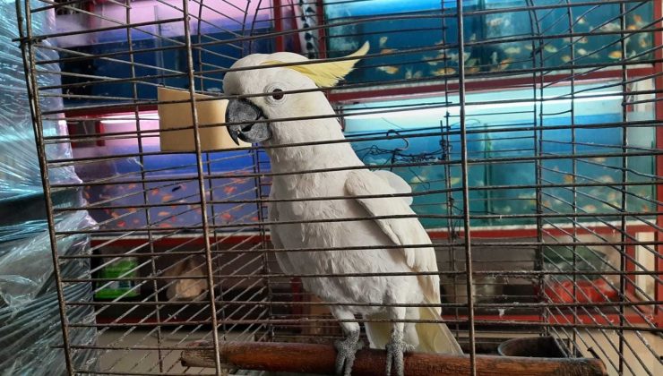 Yaşını duyanlar şaşırıyor