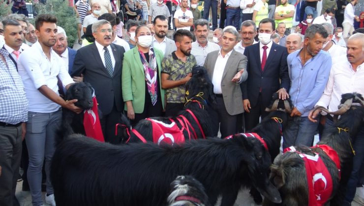 Yayladağı Çilek Festivali’nde tekeler yarıştı