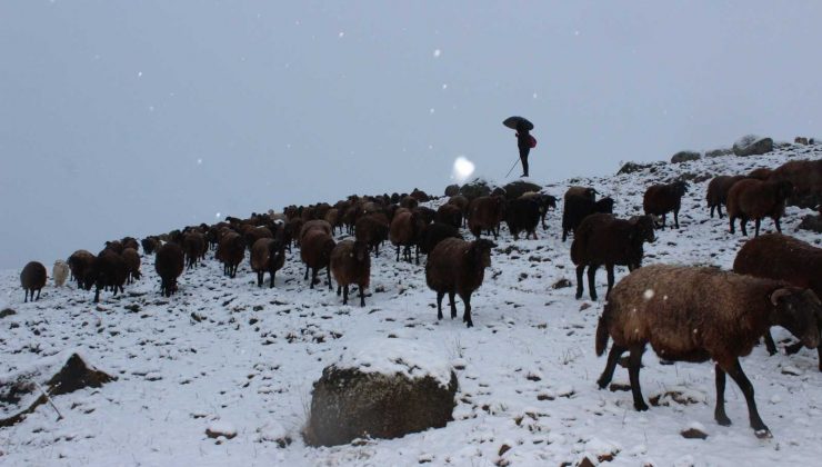 Yaylalardan indirilmeye başlanan koyun sürüsü kar, tipiye yakalandı