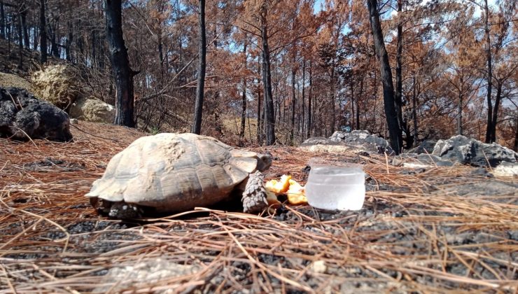 Yemeklerini yangından sağ kurtulan hayvanlarla paylaştı