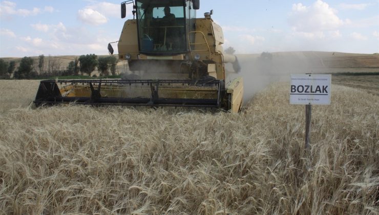 Yerli çeşit arpa hasadı yapıldı