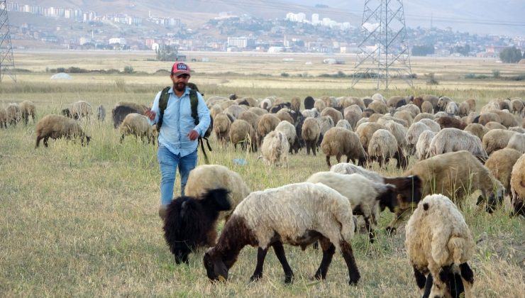 Yüksekova’da kuraklık çobanları da vurdu