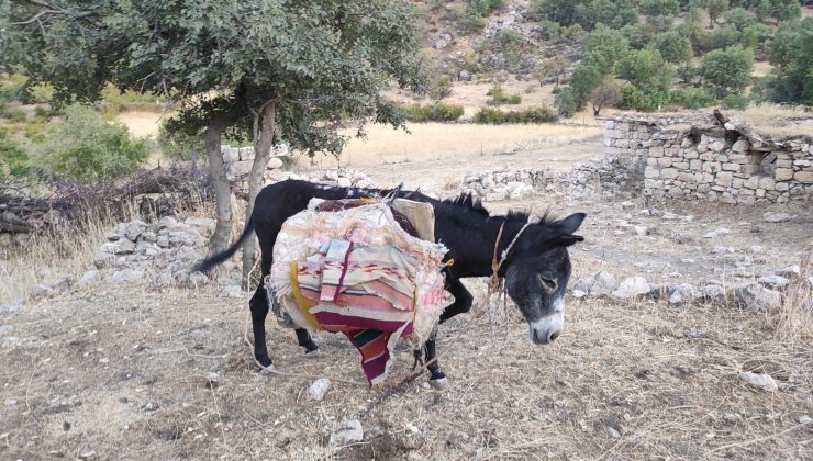 Yüküyle birlikte güneş altına bırakılan eşeği korucular kurtardı