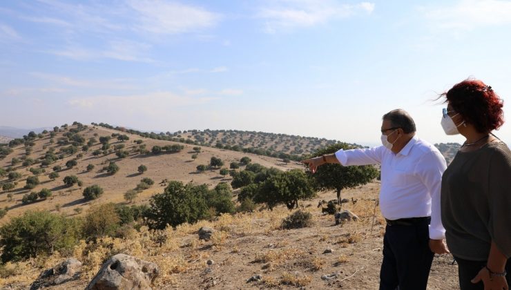 Yunusemre Belediyesi sokak hayvanları için rehabilitasyon merkezi kuruyor