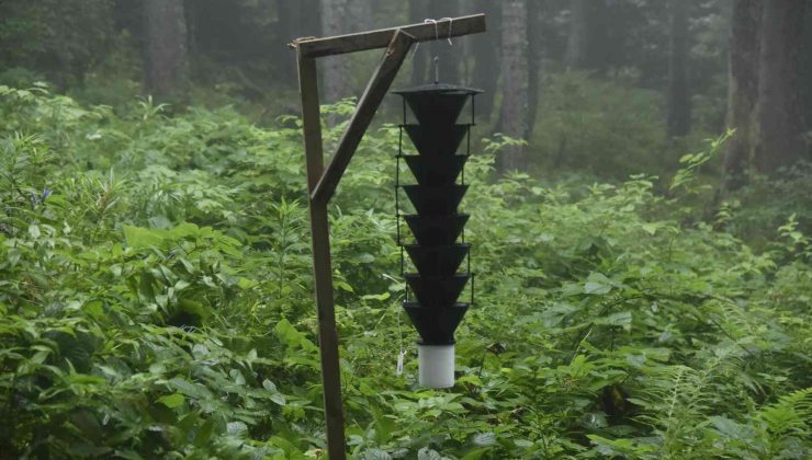 17 bin hektar alana sahip Hatila Milli Parkı’nın 700 hektarlık alanı istilacı böcek tarafından kuşatılmış durumda