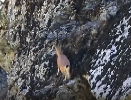 3 ayaklı yaban keçisinin kayalara tırmanma azmi