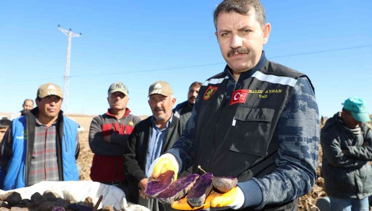 30 dekar tarlada üretildi, tüm Türkiye’nin ihtiyacı karşılanıyor