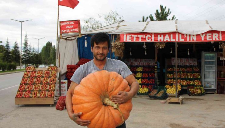 30 kiloluk bal kabağına paha biçemiyor