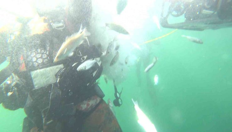 6 bin balık İzmit Körfezi’nde hayat buldu