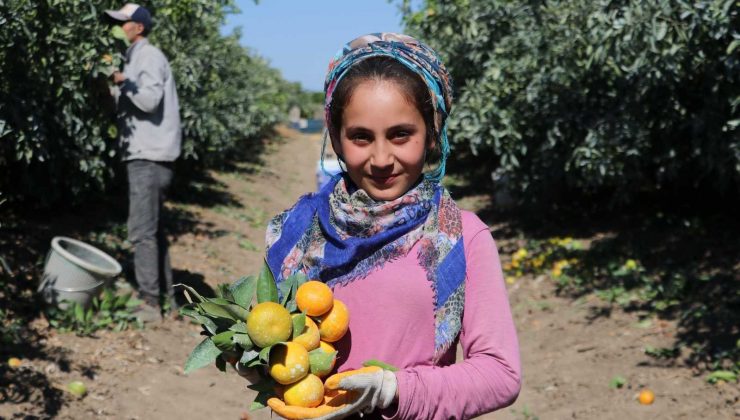 Adana’da mandalina hasadı sürüyor, fiyatı 1 liraya düştü