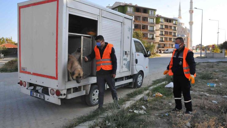 Akşehir Belediyesi sahipsiz sokak hayvanlarını kısırlaştırıyor