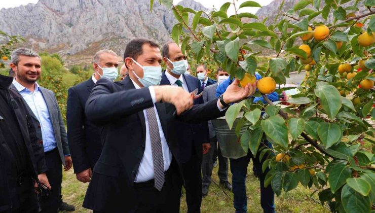 Amasya’da cennet hurması hasadı başladı: 600 tondan fazla rekolte bekleniyor