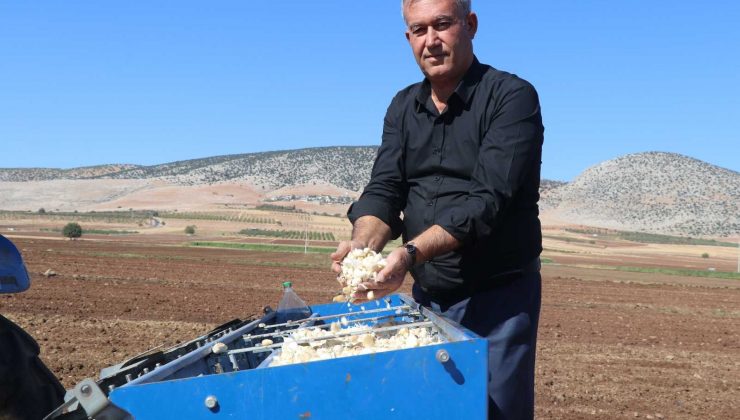 Araban’da sarımsak ekimi sürüyor