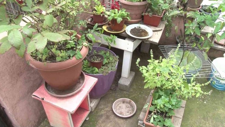 Ataşehir’de evin bahçesinde çiçek hırsızlığı kamerada