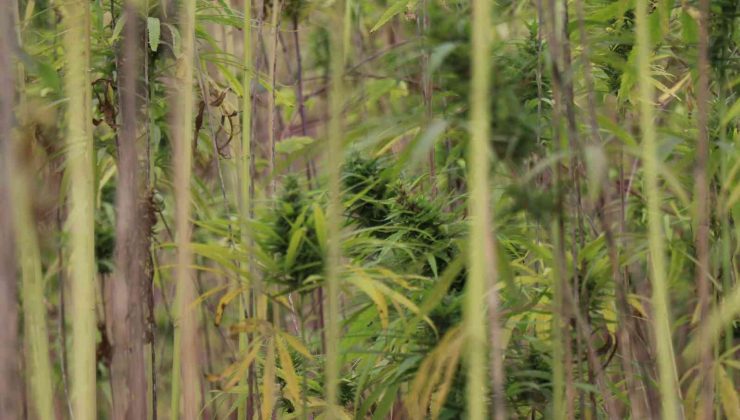 Atıl alan kenevir tarlası oldu, 500 dekar alanda hasat başladı